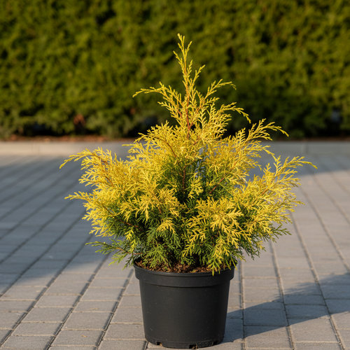 Кипарисовик горохоплодный Сан Голд купить