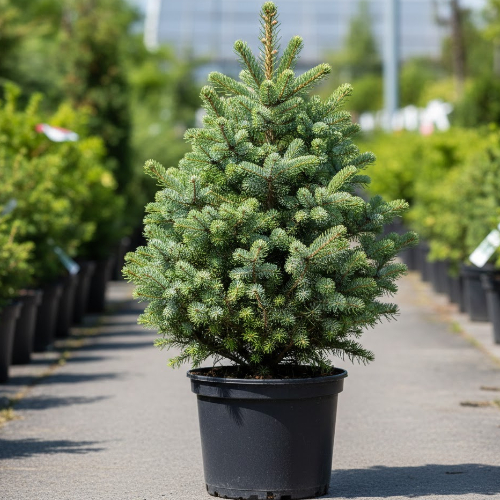 Пихта корейская Зильберлок купить