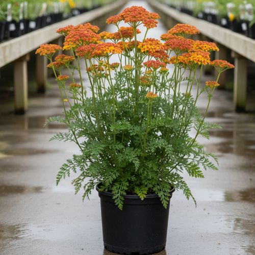 Тысячелистник обыкновенный Terracotta купить