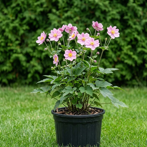 Ветренница гибридная Монт Роуз купить