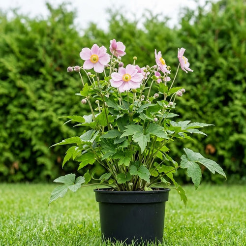 Ветренница гибридная Ричард Ахренс купить