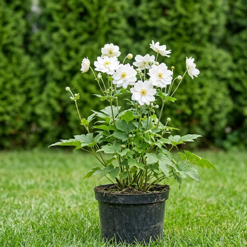 Ветренница гибридная Вёлвинд купить