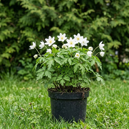 Ветренница дубравная  купить