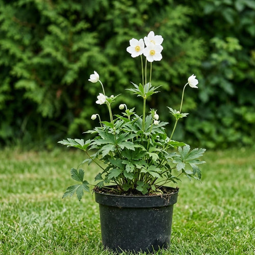 Ветренница лесная  купить