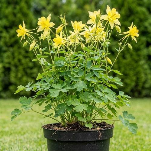 Аквилегия гибридная Хризанта купить