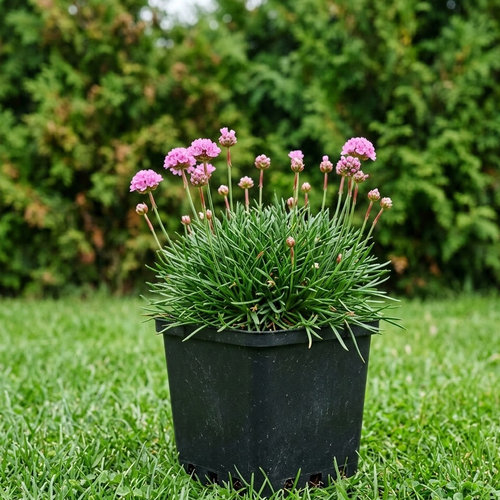 Армерия можжевелолистная Беванс Вераэти купить