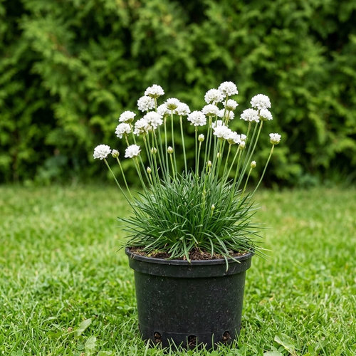 Армерия приморская Альба купить