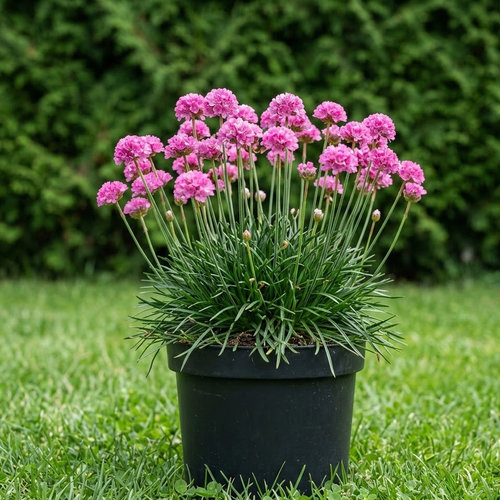 Армерия приморская Розеа купить