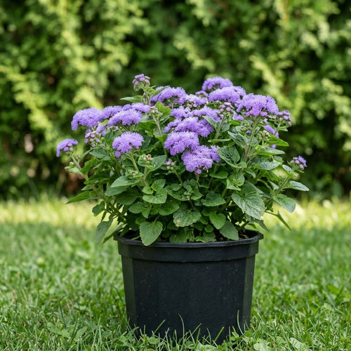 Астра кустообразная Пепл Дом купить