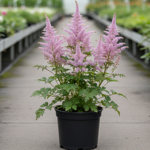 Астильба Арендса Кэтлиэ купить