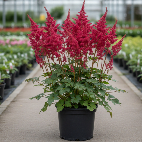 Астильба Арендса Эльза Шлук купить