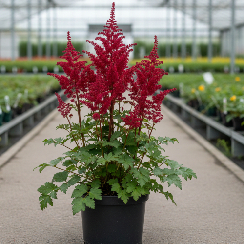 Астильба Арендса Спинел купить