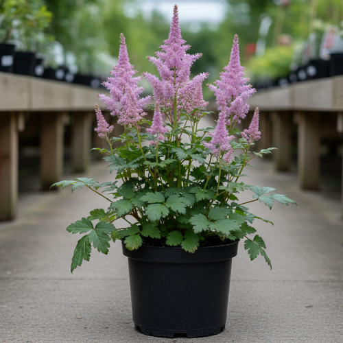 Астильба китайская Пумила купить
