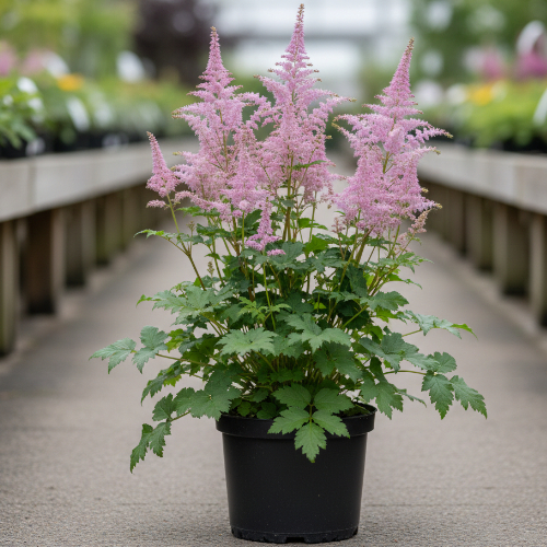 Астильба китайская Суперба купить