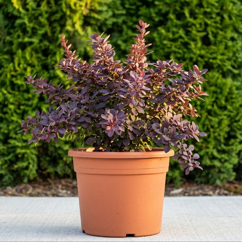 Барбарис оттавский Суперба купить