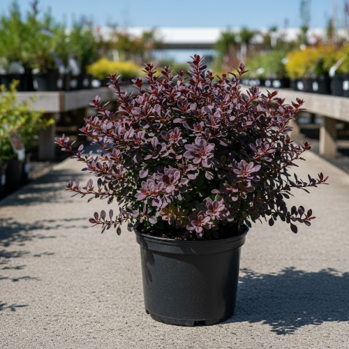 Барбарис Тунберга Атропурпурея купить