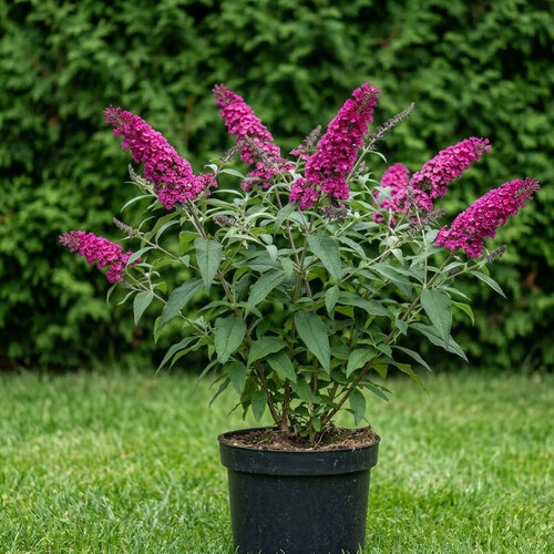 Буддлея Давида Бордер Бьюти купить