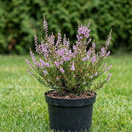 Вереск обыкновенный Аннемари купить