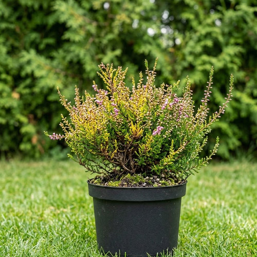 Вереск обыкновенный купить