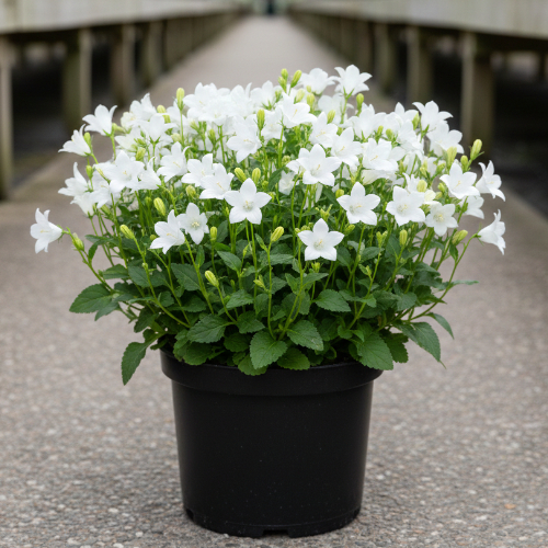 Колокольчик молочноцветковый Уайт Пауфф купить