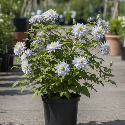 Клематис Бель оф Вокинг купить