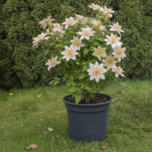 Клематис  Сен-но-Казе купить