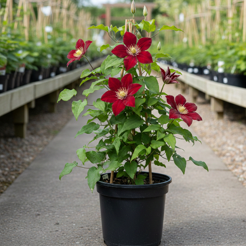 Клематис Вилл де Леон купить