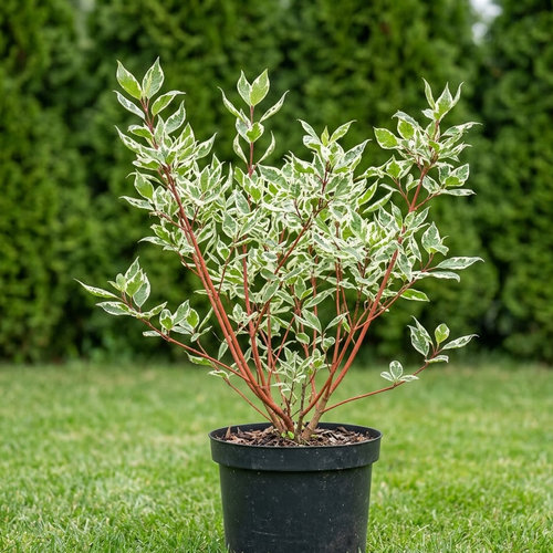 Дерен белый Сибирика Вариэгата купить