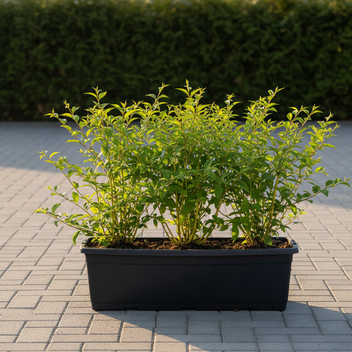 Дерен отпрысковый Флавирамиа купить