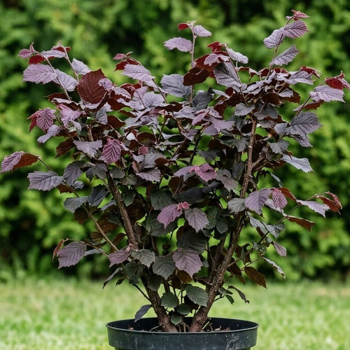 Лещина большая Пурпуреа купить