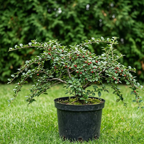 Кизильник Диелсианский купить