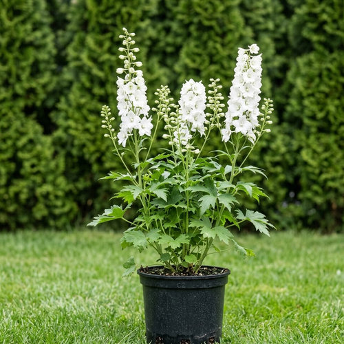 Дельфиниум культурный Галахард купить