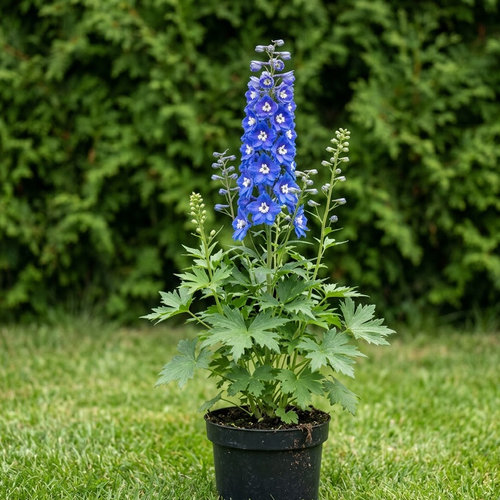 Дельфиниум культурный Звезды купить