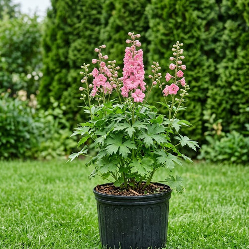 Дельфиниум культурный Роуз купить