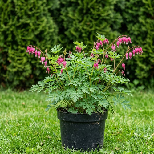 Дицентра формозская Лакжьюриэнт купить