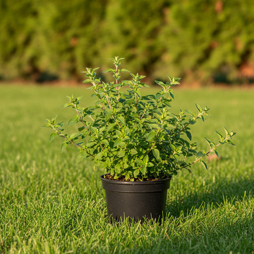 Душица в ассортименте купить
