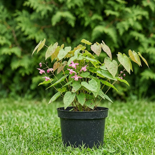 Горянка Юнга Розеум купить