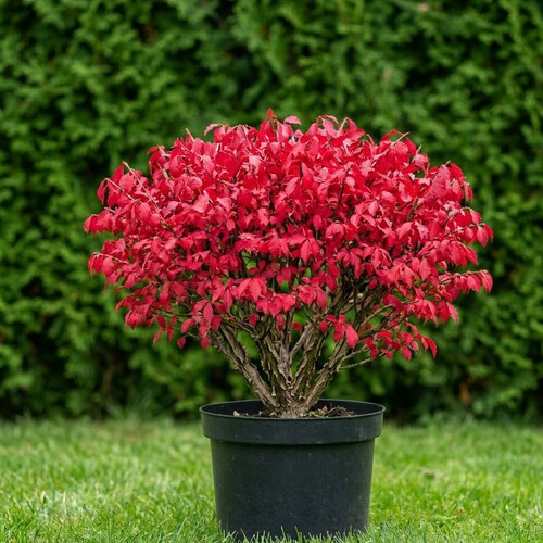 Бересклет крылатый Compactus купить