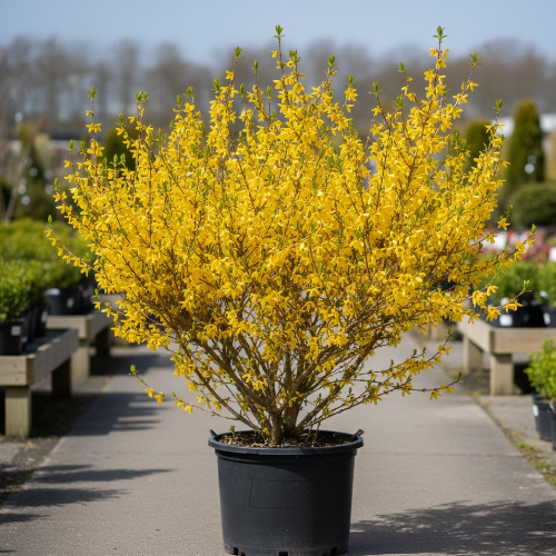 Форзиция средняя купить