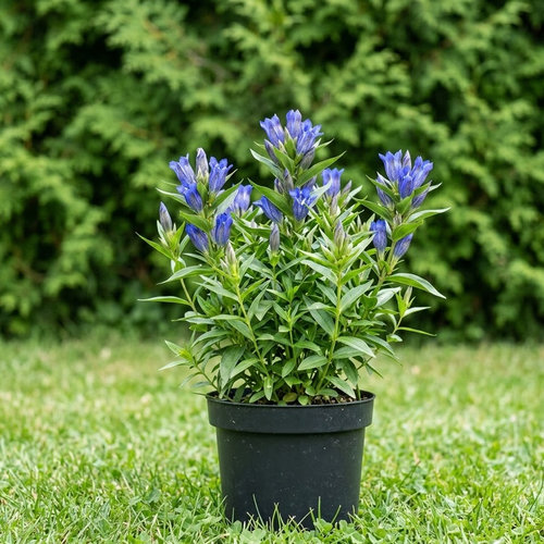 Горечавка даурская  купить