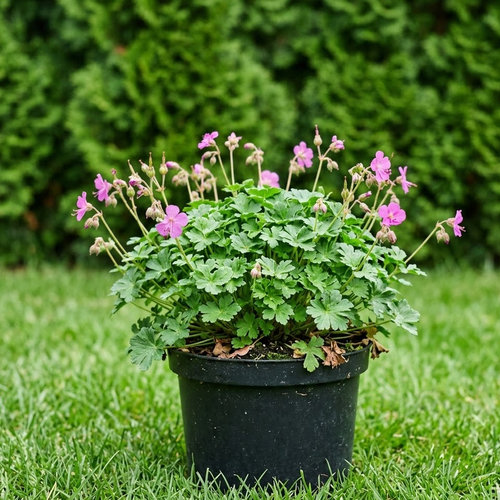 Герань кембриджская Кембридж купить