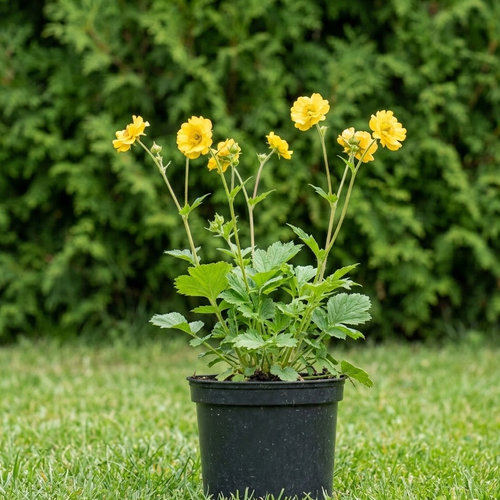 Гравилат Леди Штратеден купить