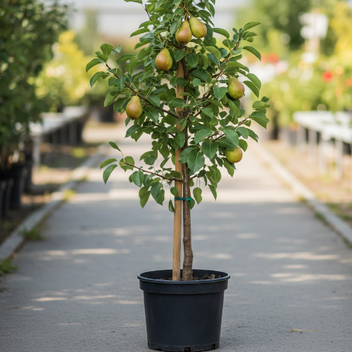 Груша Аленушка купить