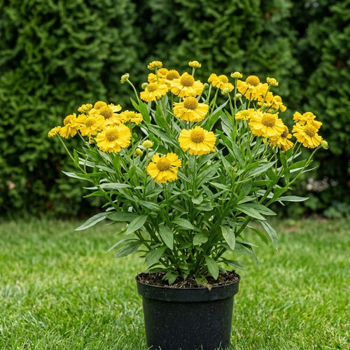 Гелениум гибридный Дабл Трабл купить