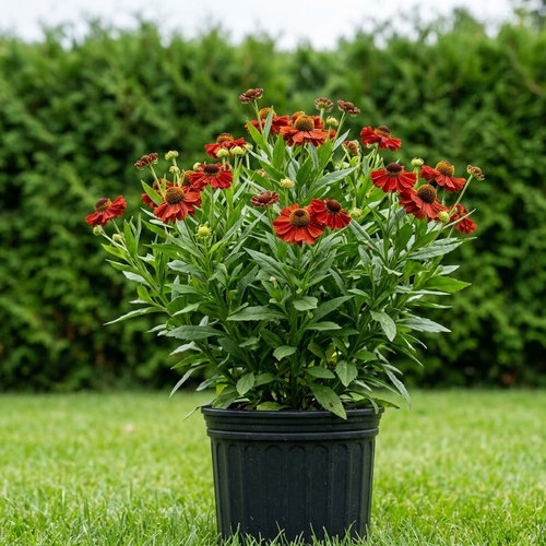 Гелениум гибридный Моэрхейм Бьюти  купить