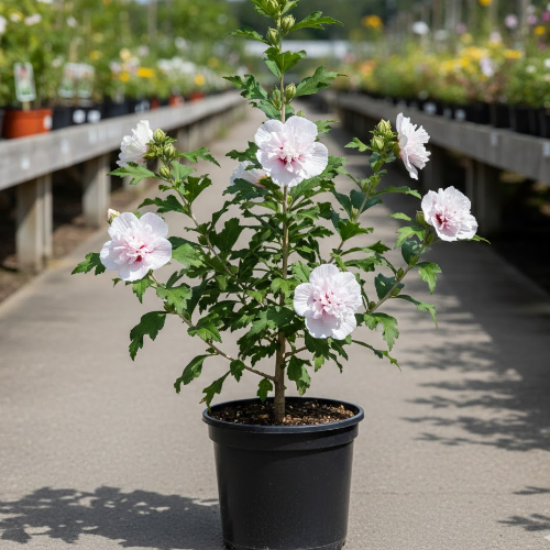 Гибискус сирийский Чайна Чиффон купить