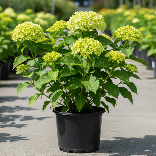 Гортензия древовидная Лайм Рики купить