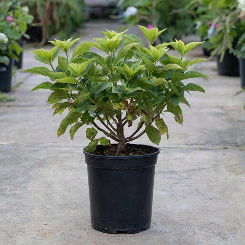 Гортензия метельчатая Бомбшелл купить