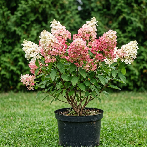 Гортензия метельчатая Ванилла Фрайз купить