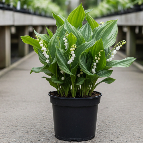 Ландыш серебристый купить